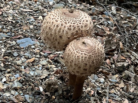 Descubriendo las Setas del Montseny