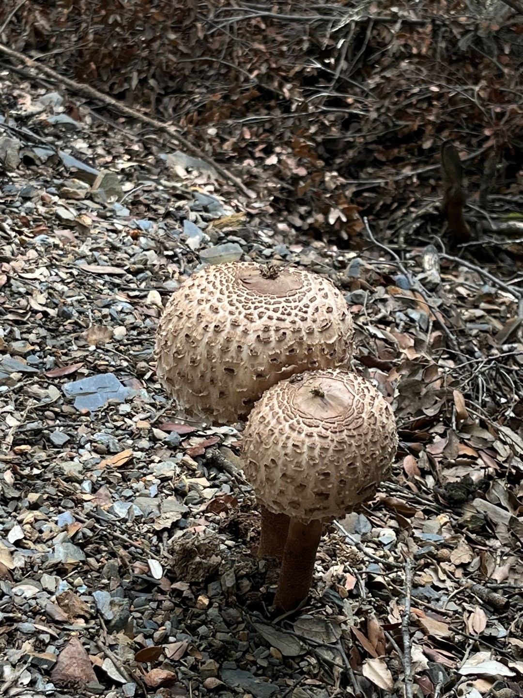Descubriendo las setas del Montseny