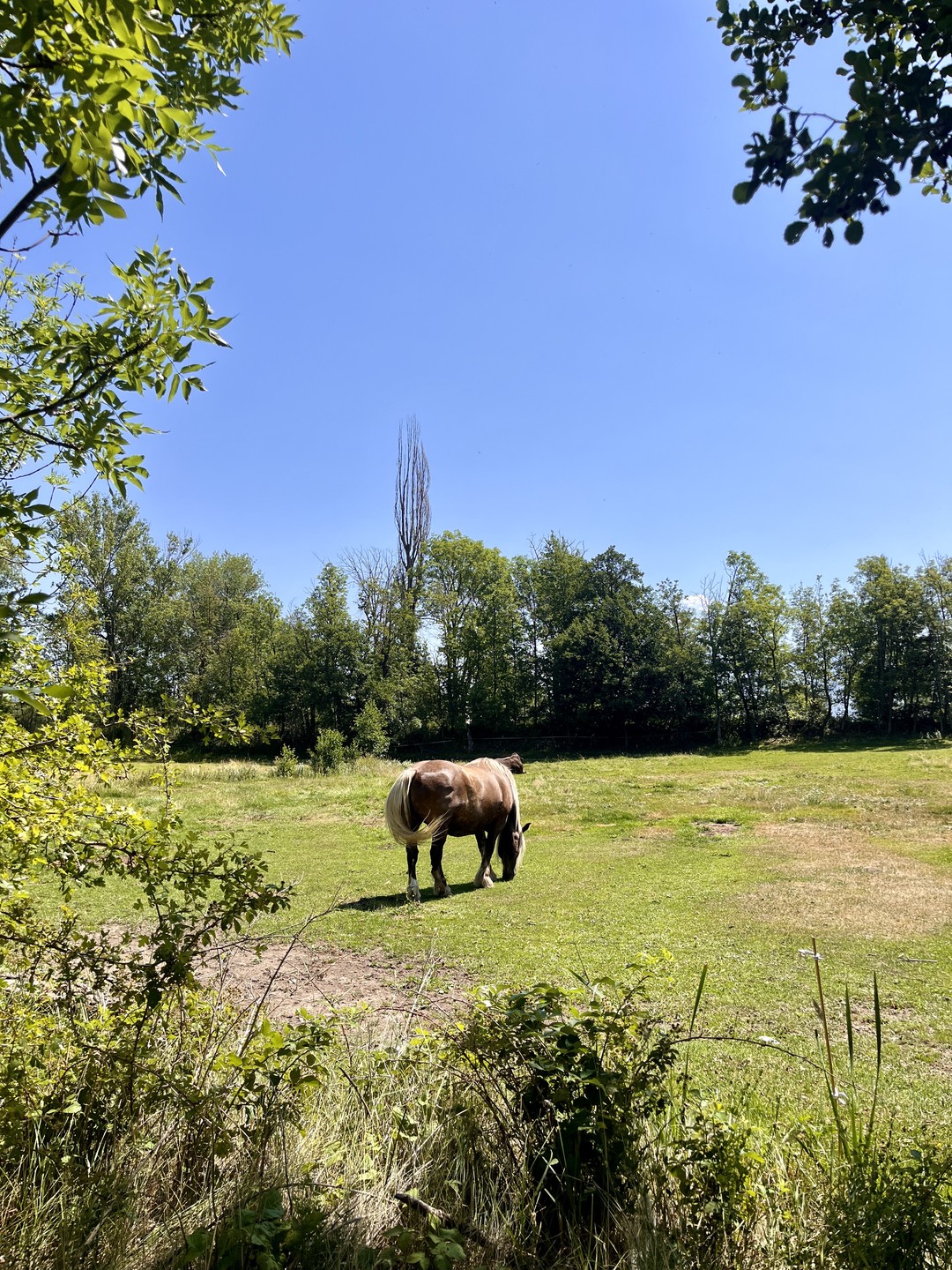 Caballo