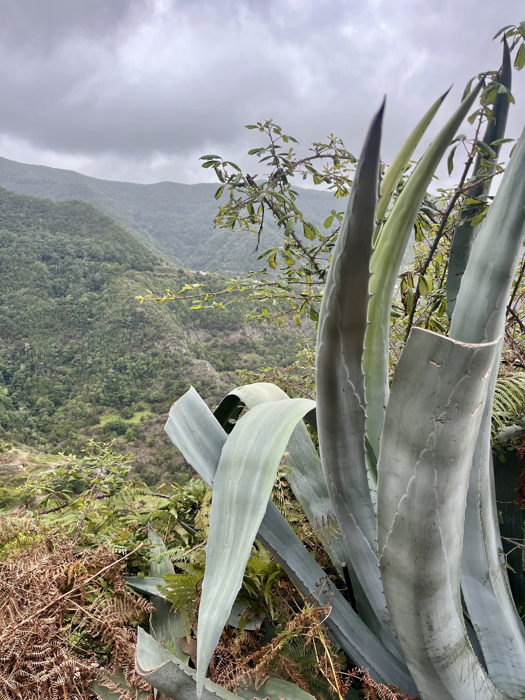Agave