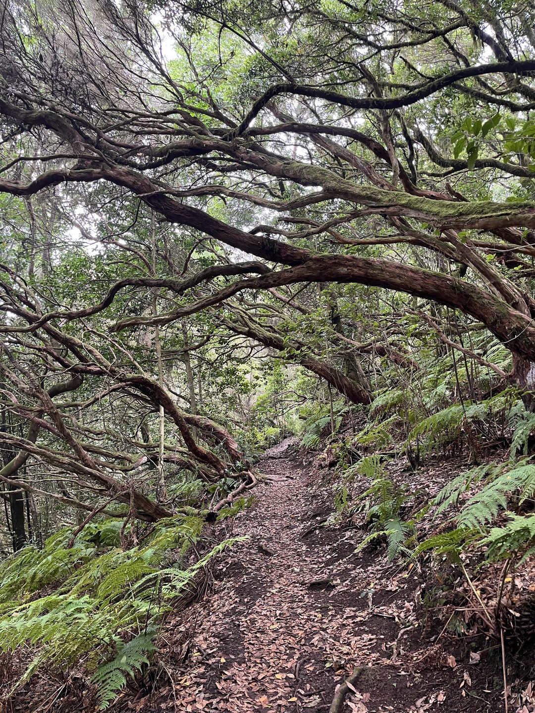 Bosque