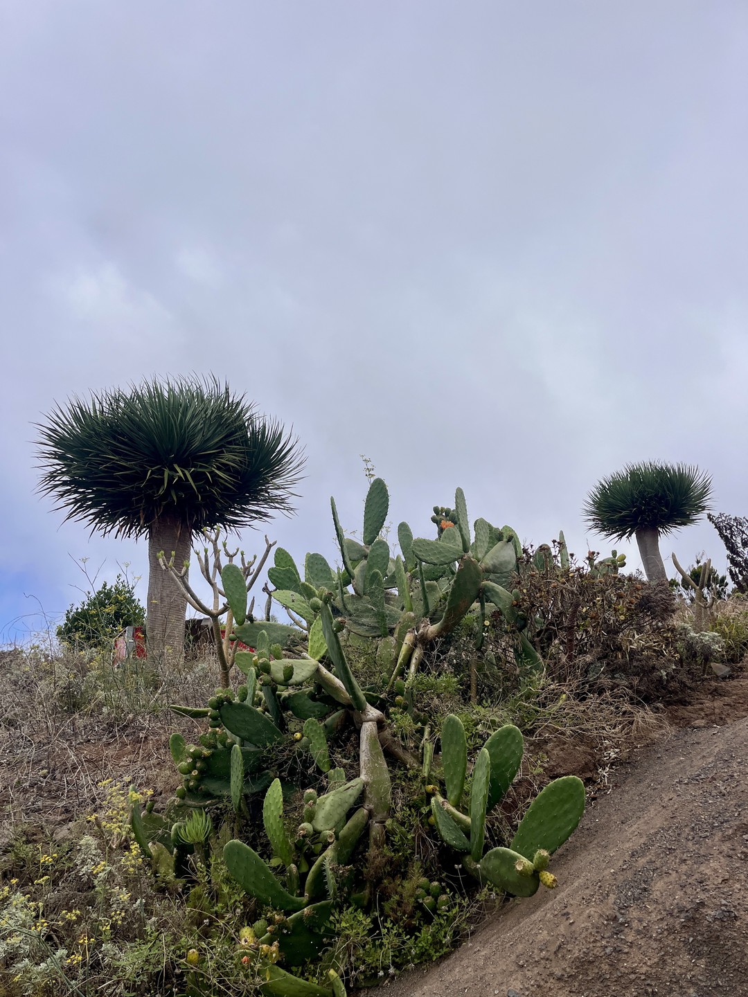 Cactus