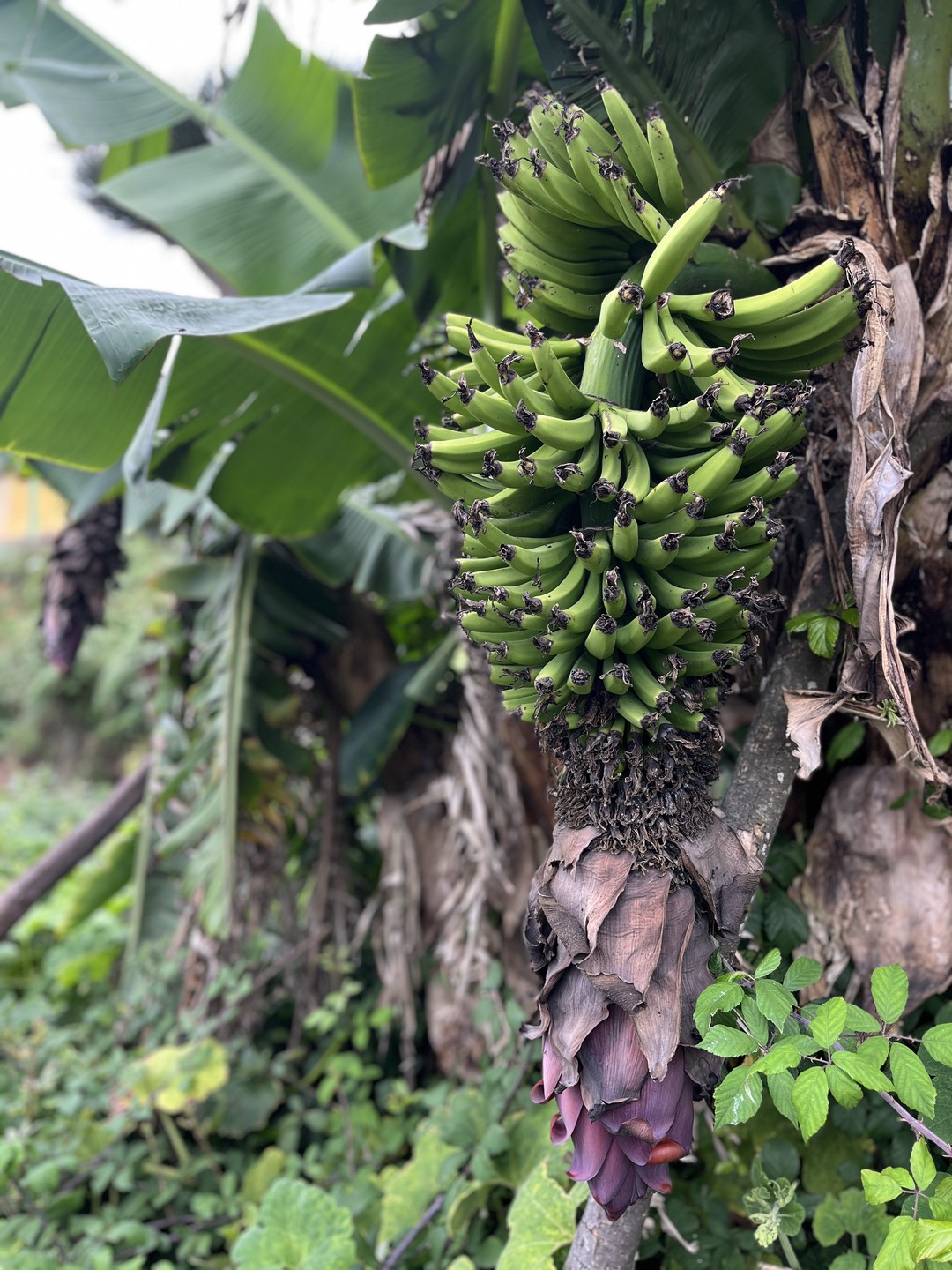 Platano