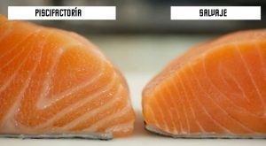 salmon_salvaje_piscifactoria_diferencia