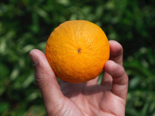 Más alimentación, menos nutricionismo