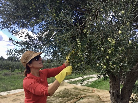 Una grandiosa experiencia entre olivos