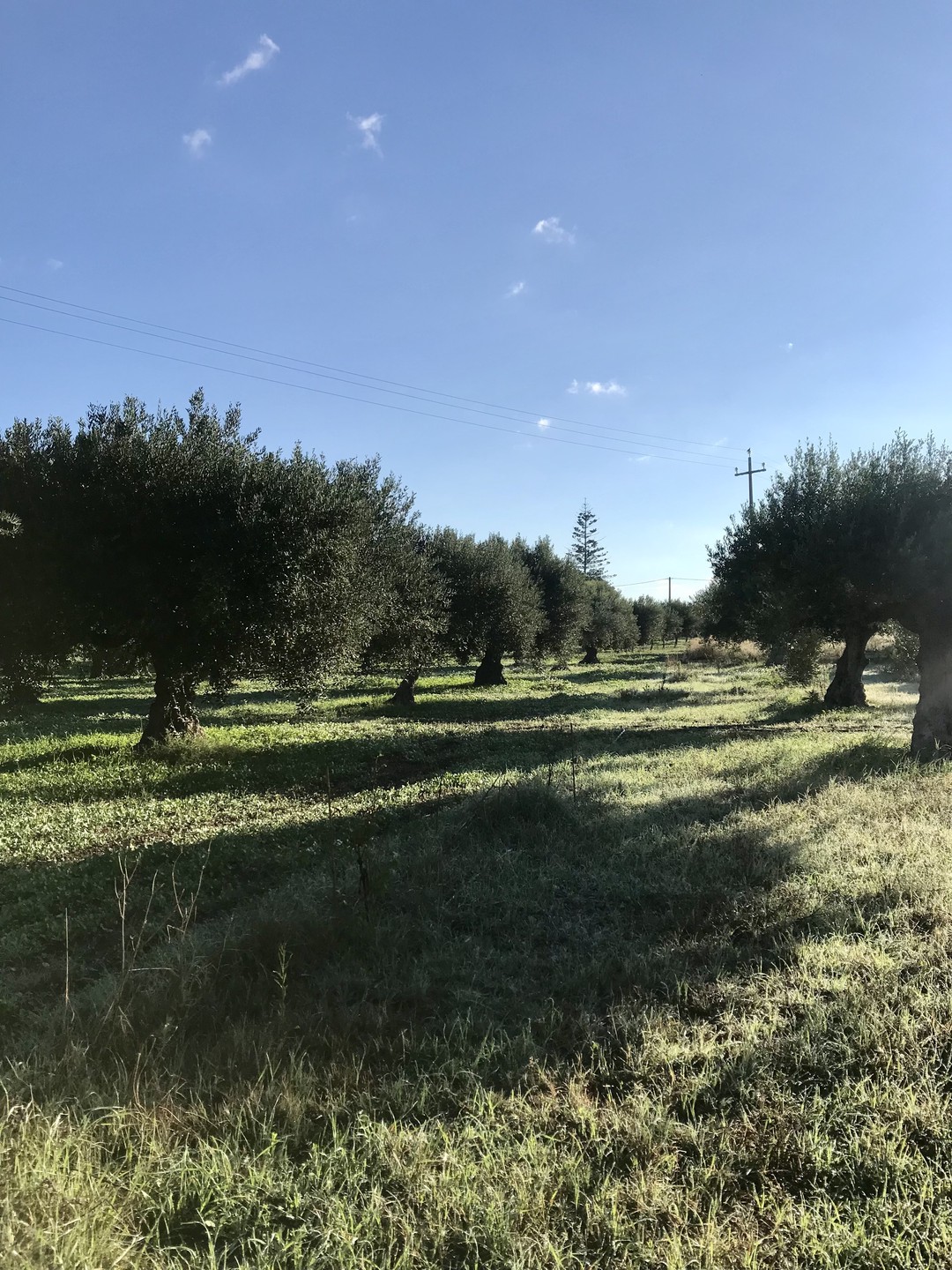 Una grandiosa experiencia entre olivos