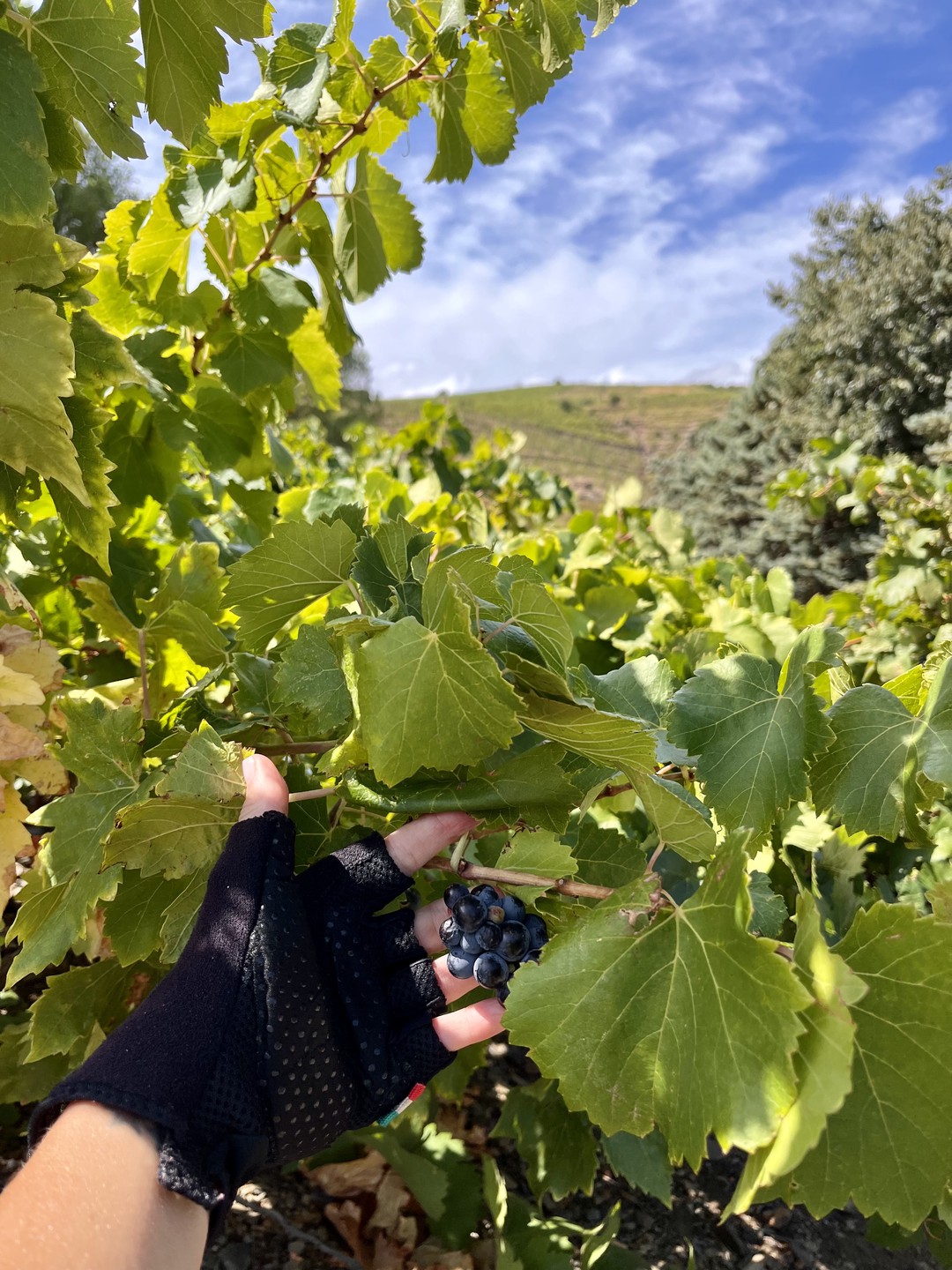 Entre garnachas y nubes